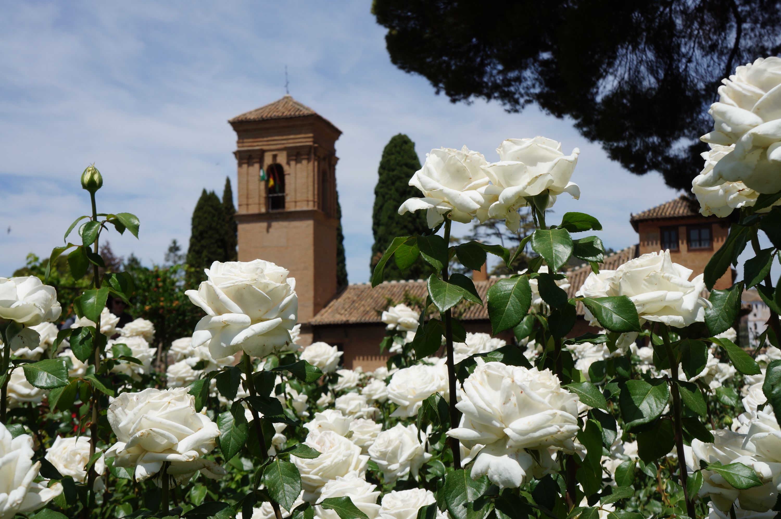 Entdecke die Highlights Granadas während deiner Sprachreise, wie hier die Alhambra